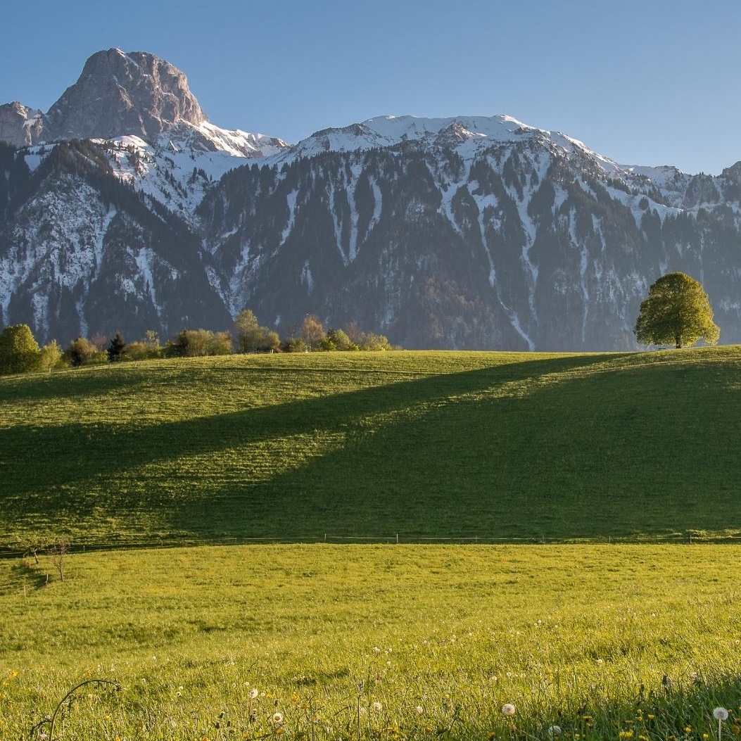 Baum-mit-Stockhornkette.jpg
